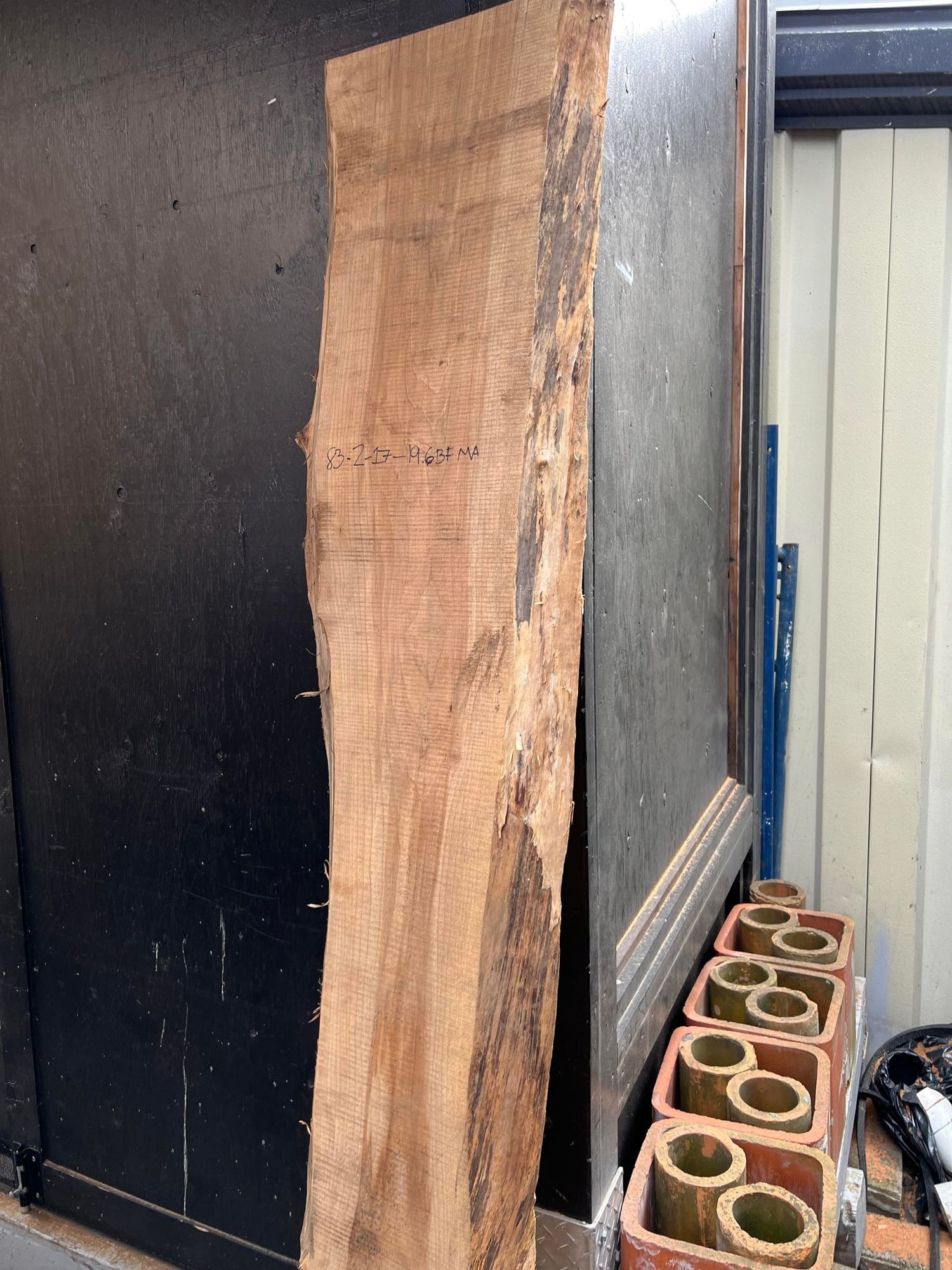 Big Leaf Maple